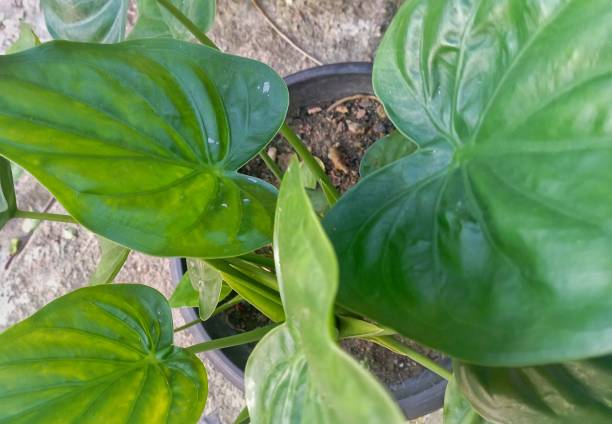 istock Heart-shaped green leaves 1469759011