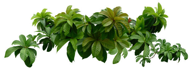 istock Green leafy plant. Branches of leaves isolated on white background. Cutting path. 1469759622