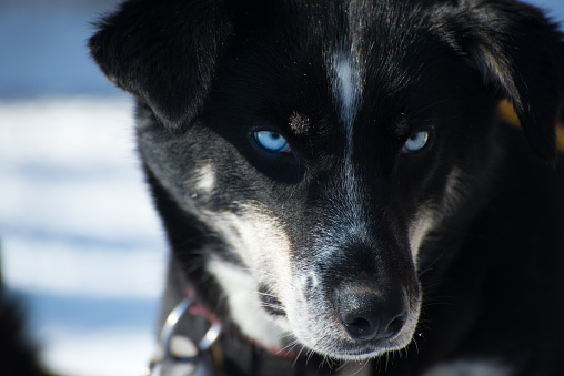 Siberian Husky Portrait with Blue Eyes looking to the camera. Lapland