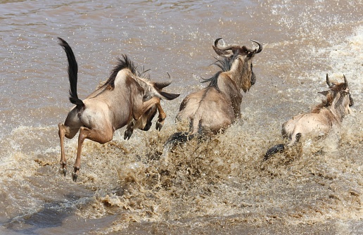 Picture taken in Serengeti National Park, Tanzania