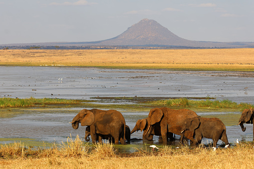 Large group of  African elephants walking in the wild. Copy space.