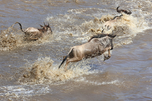 istock Wildebeests jumping into Mara River during Great Migration 1469760690