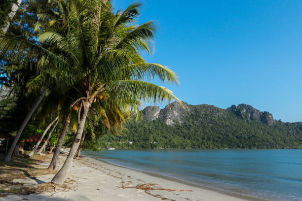 istock Beautiful White Sandy Beach with Coconut Palms 1469762787
