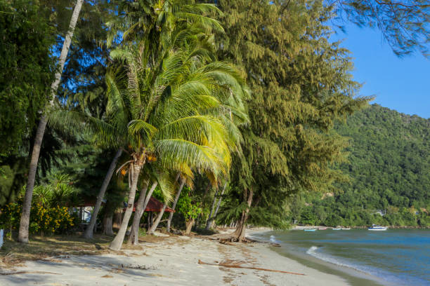 istock Beautiful White Sandy Beach with Coconut Palms 1469762788