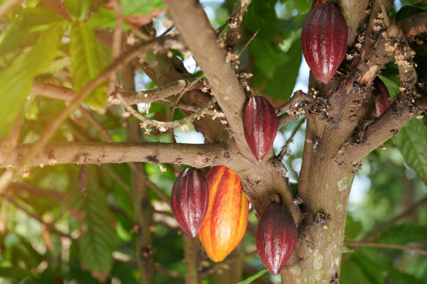istock Orange and red color cocoa pod 1469763954