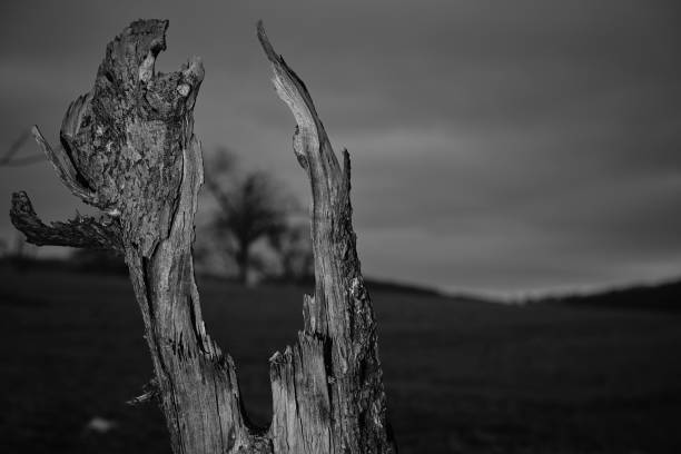 istock Burnt tree stump in the field 1469764142