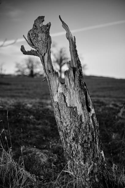 istock Burnt tree stump in the field 1469764198