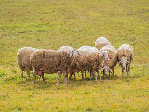 Flock of sheep and lambs on spring field at sunset