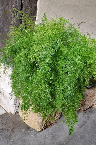 Asparagus Densiflorus Sprengeri or Sprengeri Asparagus Fern ornamental plant in the pot.