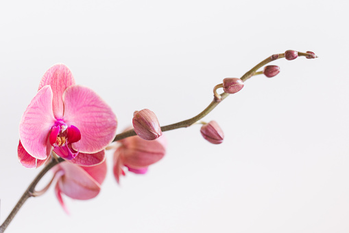Blooming pink Phalaenopsis orchid in a flower pot. White background, frontal view.
