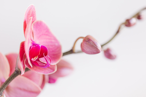 A Vibrant Macro Photo of a Bright Pink Flowering Orchid Plant With a Blank White Background With Copy Space in Bright Natural Sunlight