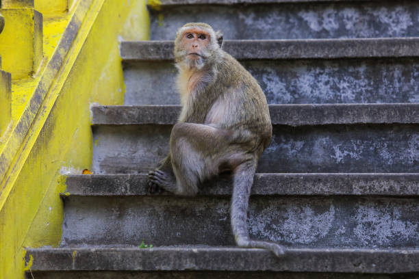 Cute Grey Macaque on the Stairs to the Wat Khao Chong Krachok Temple stock photo