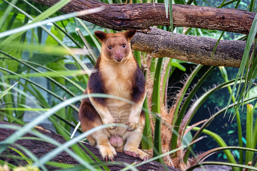 Goodfellows or ornate tree kangaroo against dense jungle foliage. This arboreal marsupial if found in Papua New Guinea and nothern Queensland, Australia, and is endangered in the wild.