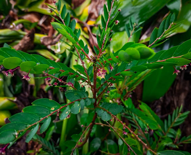 nahaufnahme einer grünen pflanze von phyllanthus niruri - gooseberry fruit growth green stock-fotos und bilder