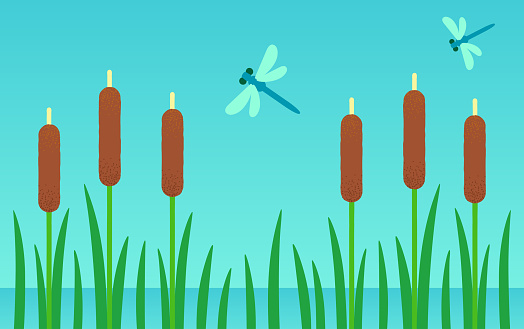 Wetland background with cattails and dragonflies. Swamp or pond cartoon landscape. Simple flat vector design.