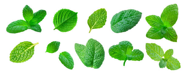 istock Mint leaves Collection. Fresh Melissa leaf set isolated on white background. 1469771790