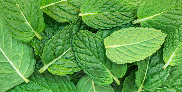 Fresh Mint  Leaves  Grow Background. Green Melissa, peppermint plant closeup. Wallpaper