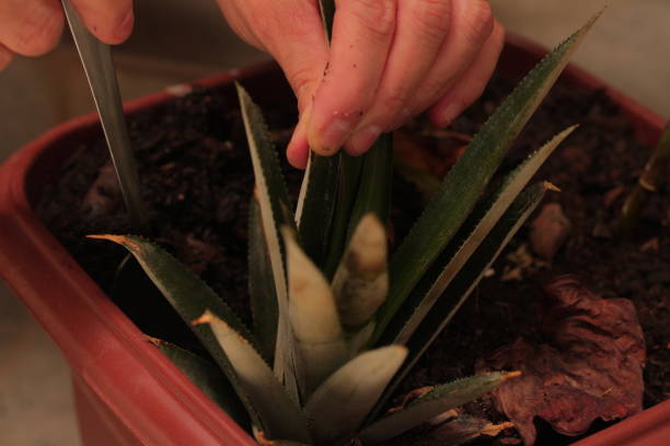 istock Woman with a Spoon Stirring Potted Plant Soil 1469772942