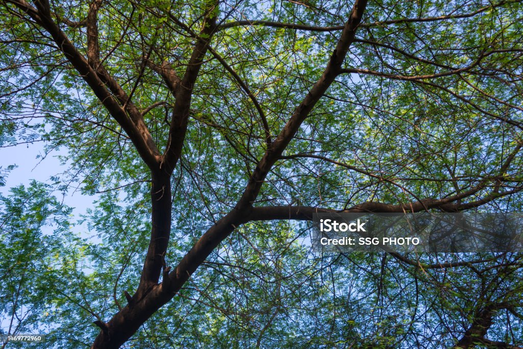 Passing Tree Picture Sunlight Passing Through Tree Leaves In Tropical Forest Stock Photo ...