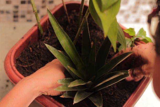 istock Person Placing a Pineapple Wreath in a Potted Plant 1469773049