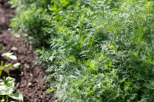 Young dill on a garden bed . Green juicy and tender dill. Macro. Selective focus.