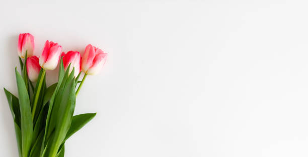 istock Pink tulip flowers bouquet on white background. Flat lay, top view. Selective focus. Shallow depth of field. Banner 1469774012
