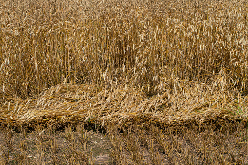 Wheat Stem Lodging above Ground in the Field.