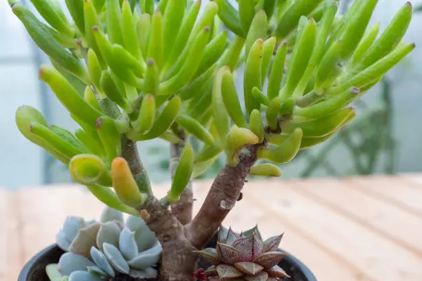 Succulent crassula Gollum with green tubed leaves with bright red tips in a pot for publication, poster, calendar, post, screensaver, wallpaper, card, banner, cover, website. High quality photography