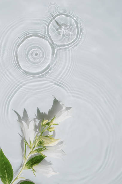 istock White flowers on a transparent water surface with ripples and circles 1469775425