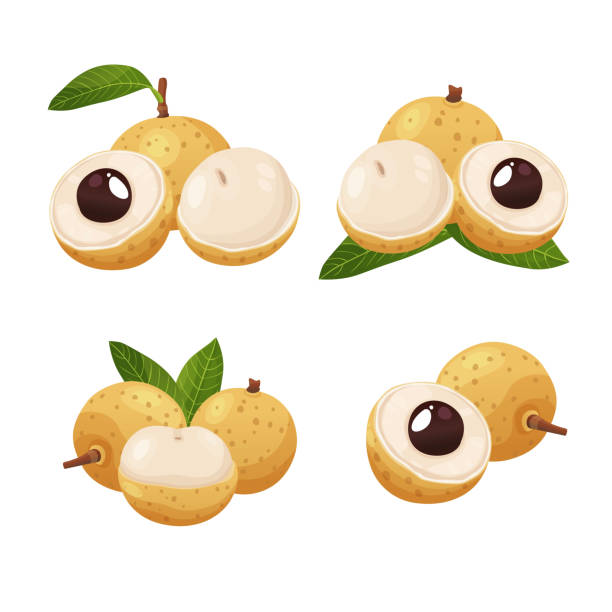 Summer tropical fruits for healthy lifestyle. Longan fruit. Summer tropical fruits for healthy lifestyle. Longan fruit. Vector illustration cartoon flat icon isolated on white. longan stock illustrations