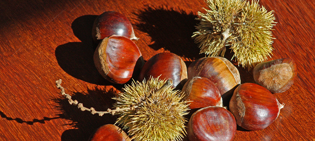 Chestnuts and husks on hardwood floor, Galicia, Spain.