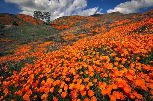 istock The Superbloom -  Waves of Gold 1469776022
