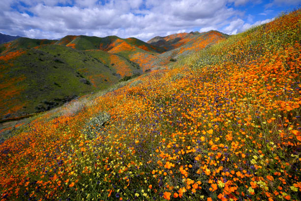 istock The Superbloom -  Waves of Gold 1469776024