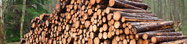 troncos de madera picada en venta con pequeña capa de nieve durante el invierno - lumber industry tree log tree trunk fotografías e imágenes de stock