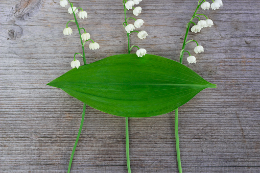 lily of the valley on wooden background with green leaf