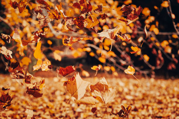istock Autumn leaves fall to the ground 1469776987