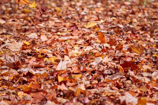 istock Fall, ground covered with autumn leaves 1469777018