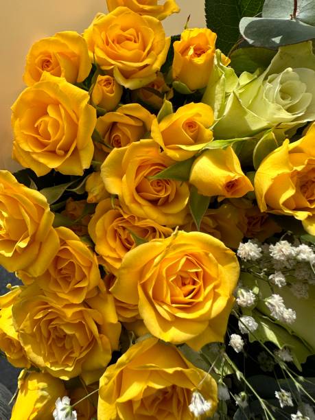 istock Yellow roses for friends 1469777037