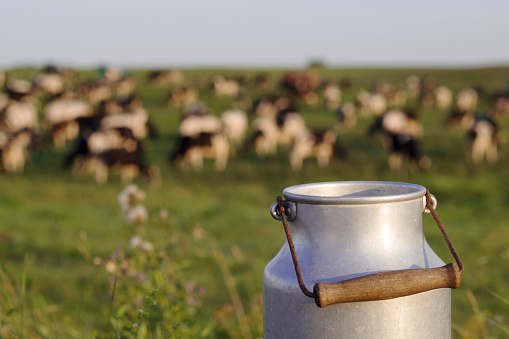 retro can for milk with cows eating clover on the background