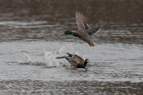 istock Mallard drakes flying and splashing about the water surface. 1469777277