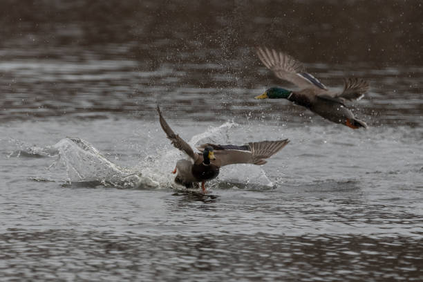 istock Mallard drakes flying about the water surface. 1469777279