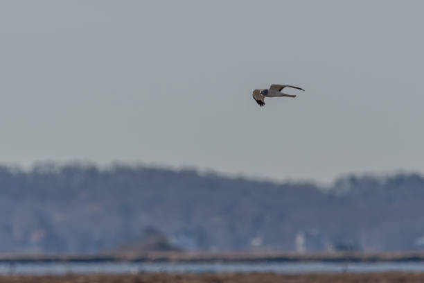 istock Male northern harrier in flight 1469777331