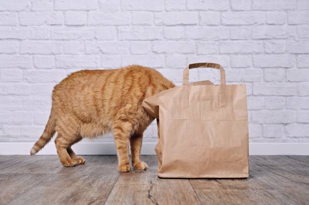 istock Funny red cat looking curios inside a paper bag. Side view with copy space. 1469777546
