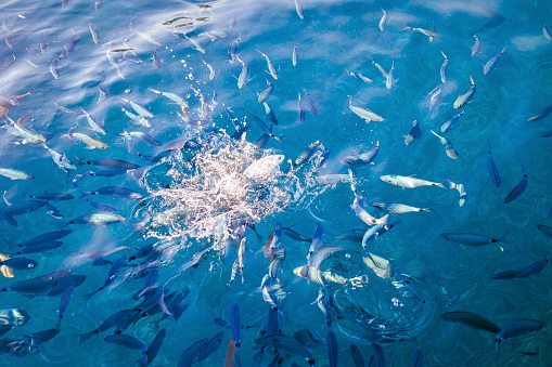 Schooling fish on the water surface feeding at the tourist bathing stop in the turquoise blue water on the coast of Corfu, Greece, Mediterranean Sea