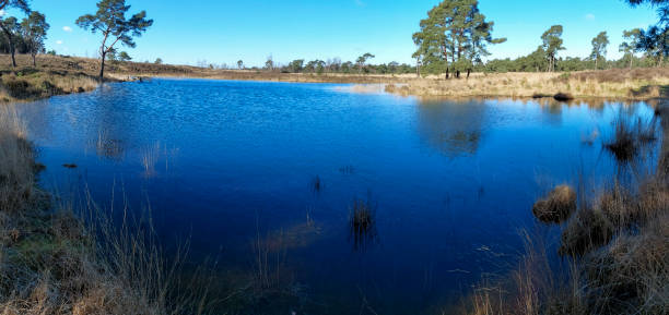 istock View on Kalmthout Heath landscape with water pool 1469779154