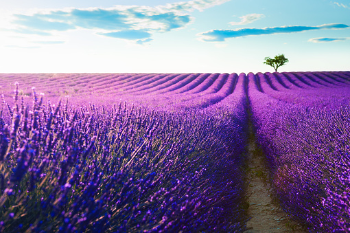 Blooming lavender fields at sunset in Valensole, Provence, France. Beautiful summer landscape. Selective focus