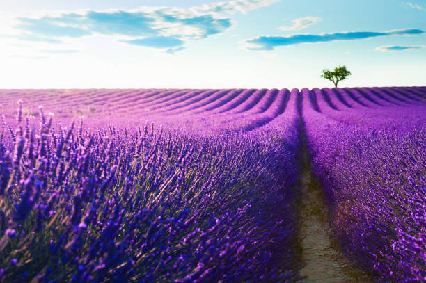 Blooming lavender fields at sunset in Provence, France Blooming lavender fields at sunset in Valensole, Provence, France. Beautiful summer landscape. Selective focus plateau de valensole stock pictures, royalty-free photos & images