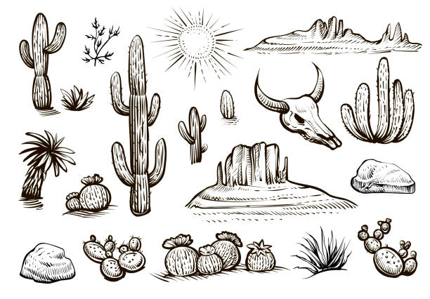 wüstensatzvektorskizzen. handgezeichnete kakteen, steine, schädel und wüstenelemente. - kaktus stock-grafiken, -clipart, -cartoons und -symbole
