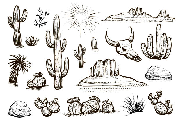 illustrations, cliparts, dessins animés et icônes de croquis vectoriels d’ensembles désertiques. cactus dessinés à la main, rochers, crâne et éléments du désert. - animal skull