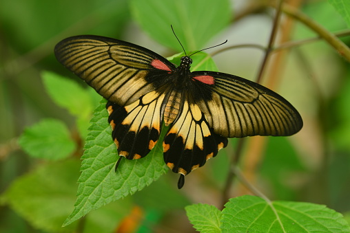 Exotic Asian Lepidoptera using macro.